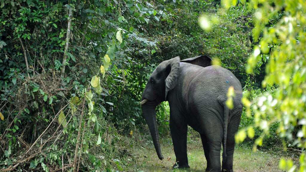 the elephant Hamed escapes again and causes havoc