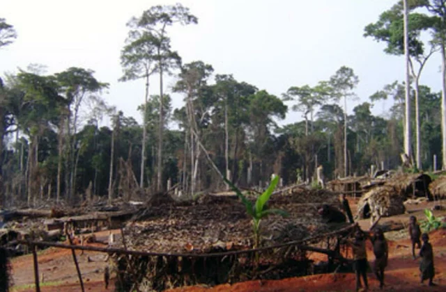 the pygmy community is awaiting a vote on the law