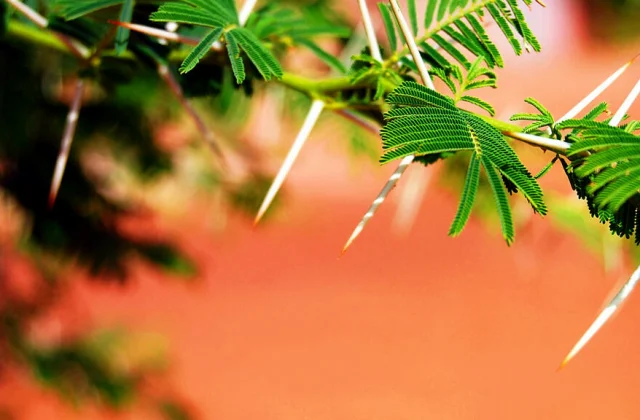 In Kenya, the collection of gum arabic is organized