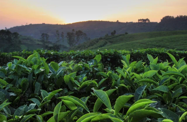No alternative: Ugandans turn to herbs among