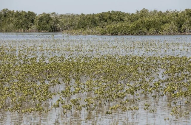 Senegal: an association restores the mangrove forests of Casamance