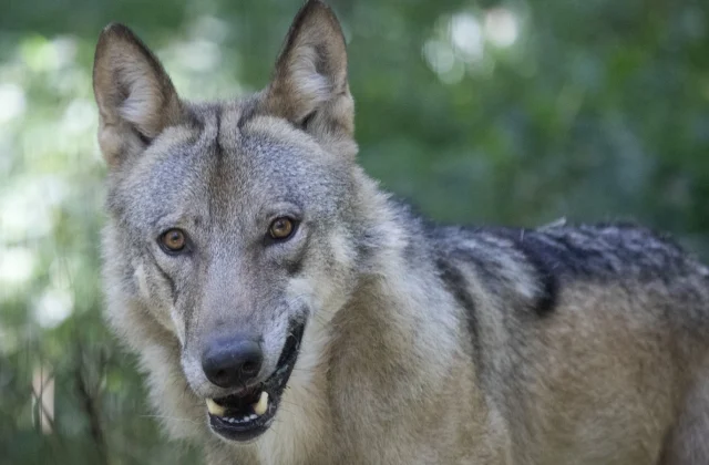 EU Nations Support Initiative to Reduce Wolf Protection Levels