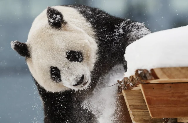 Finland Zoo Sends Giant Pandas Back to China Due to Rising Expenses