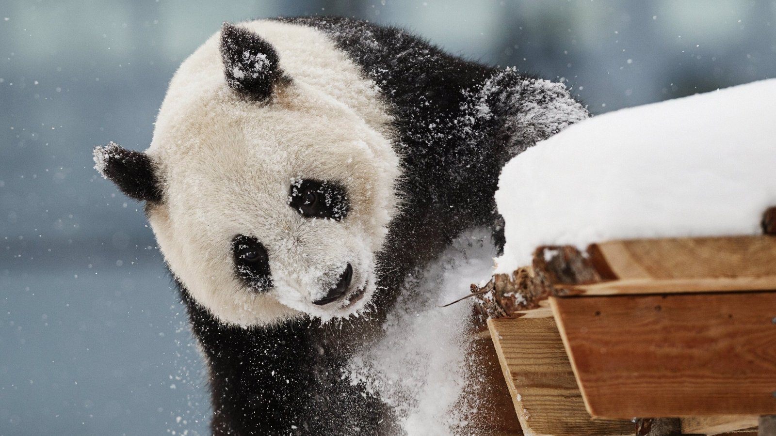 Finland zoo returns giant pandas to China over cost