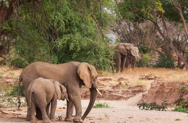 Namibia’s Proposal to Cull Wildlife for Food Raises Alarm and Questions