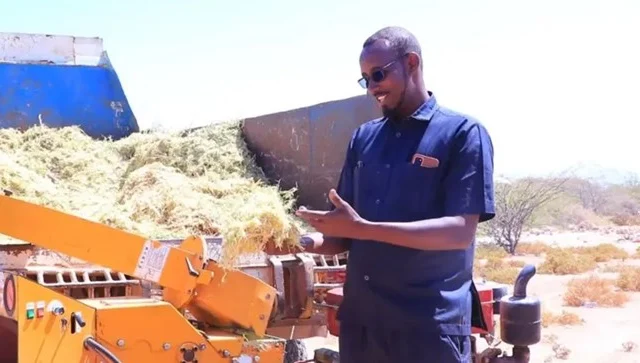 Somali enterprise transforms invasive Ali-Garoob tree into charcoal and livestock feed.