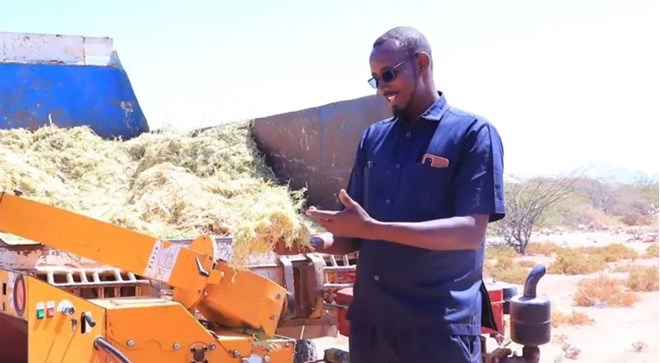 Somali company turns invasive Ali-Garoob tree into charcoal and animal feed