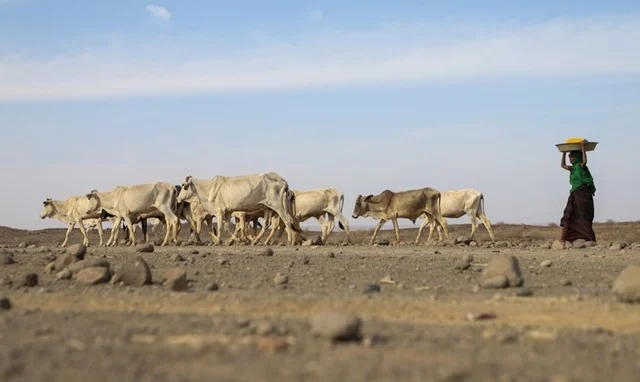 Somalia’s Hunger Crisis Deepens as La Niña-Induced Drought Puts Millions at Risk