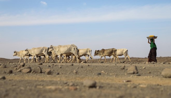 Somalia faces worsening hunger crisis as La Niña drought threatens millions