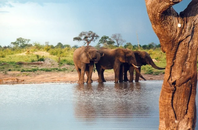 Zimbabwe Contemplates Offering Elephant Meat as a Solution to Food Scarcity