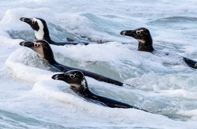 African Penguin Now Officially Designated as ‘Critically Endangered’