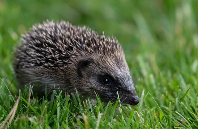 Hedgehogs Declared ‘Near Threatened’ Amidst Declining Numbers