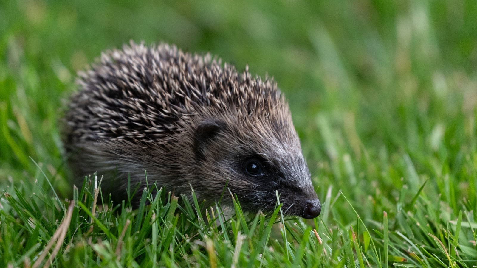 Hedgehogs listed as 'near threatened' as population dwindles
