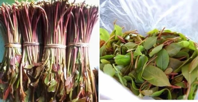 Kenya Establishes National Committee to Stabilize Miraa Prices and Boost Exports to Somalia