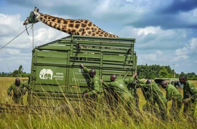 Poaching and severe drought threaten Somali giraffes and ostriches with extinction in northern Kenya.