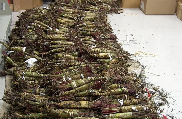 Somali Citizen Apprehended in Johannesburg with $20,000 Worth of Khat in Drug Raid