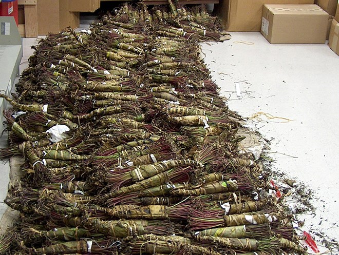 Somali national arrested in Johannesburg with $20k of khat in drug bust