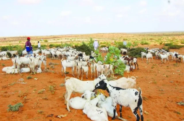 Somali Families Gain Support Through Initiatives by Qatar Charity