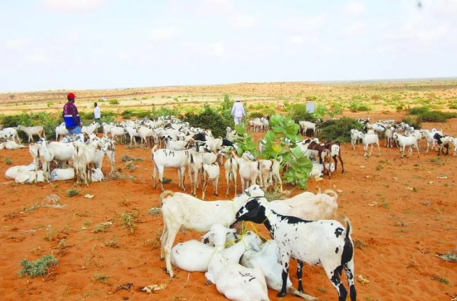 Qatar Charity’s projects benefit families in Somalia