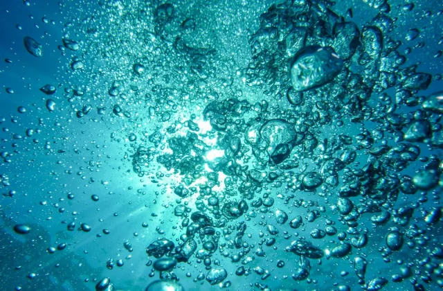 Three New Marine Species Uncovered in South Africa’s Waters