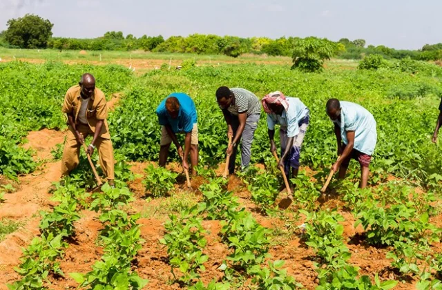UN Agencies Commit to Increasing Investments to Enhance Food Production in Somalia