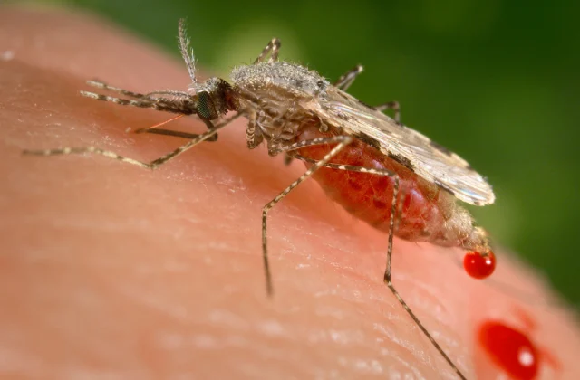 WHO Declares Egypt Malaria-Free Following Significant Milestone