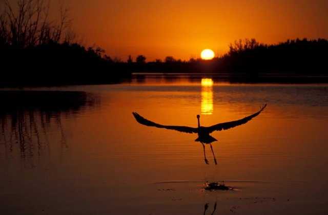 WWF Reports a 73% Decline in Wildlife Populations Since 1970