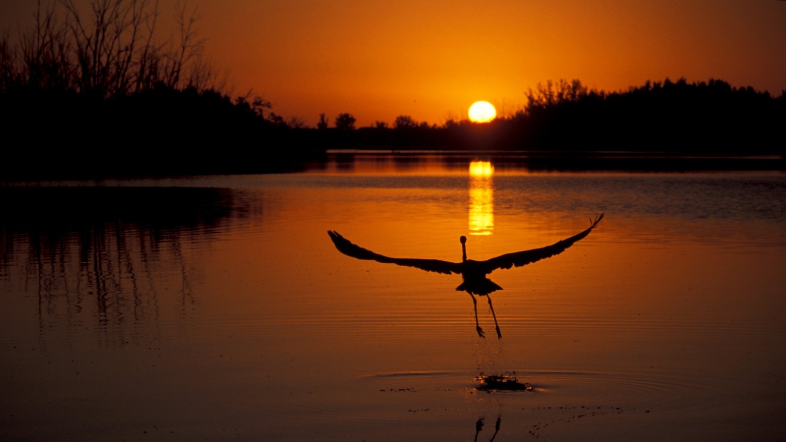 Wildlife populations plunge 73% since 1970, says WWF
