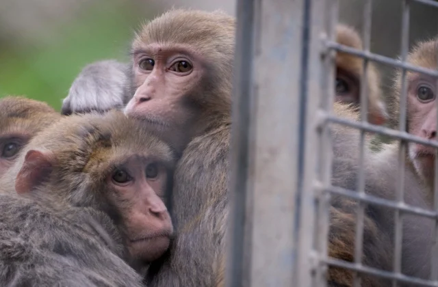 Alert Issued in US Town Following Escape of 43 Monkeys from Research Lab