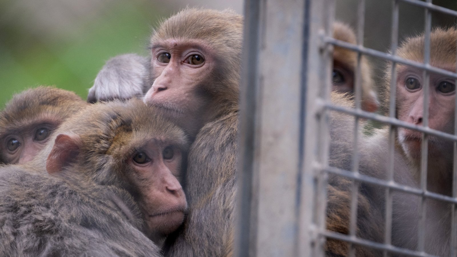 US town on alert after 43 monkeys escape research facility