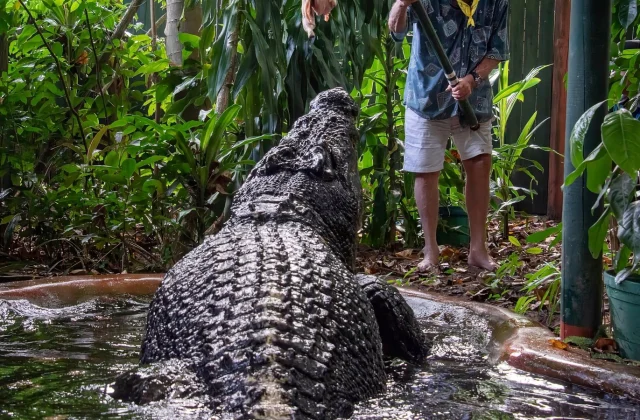 Cassius, the world’s biggest captive crocodile, passes away in Australia.