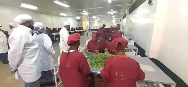 Ethiopia Sends Inaugural Fruit and Vegetable Export to Europe