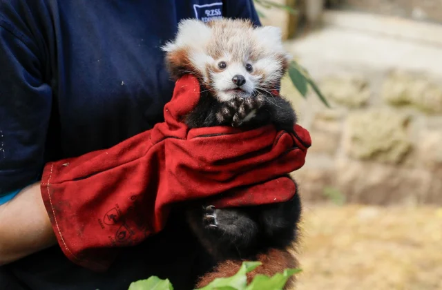 Fireworks Linked to the Tragic Passing of Red Panda at Scottish Zoo