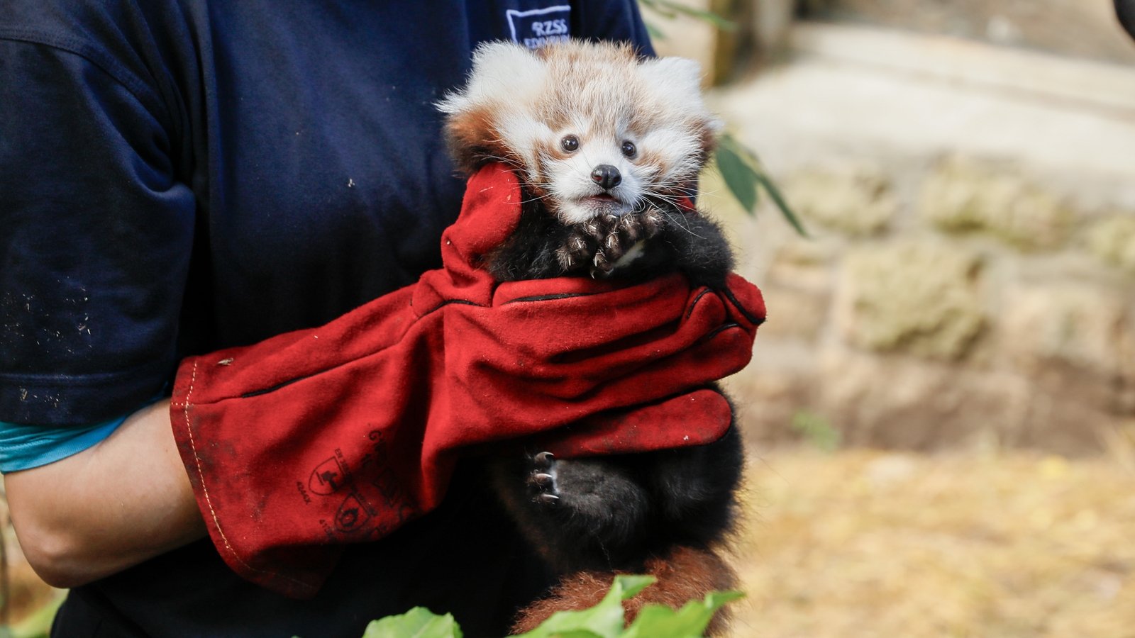 Fireworks blamed for red panda's death at Scottish zoo