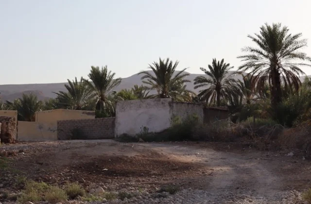 ICRC’s Date Palm Initiative Strengthens Somali Farmers’ Climate Resilience