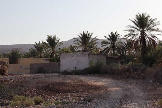 ICRC date palm project boosts Somali farmers’ resilience against climate crises