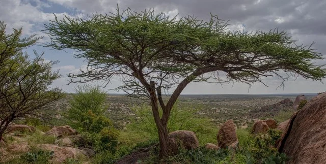 The Hidden Wisdom of Somali Traditions: A Profound Bond with the Natural World