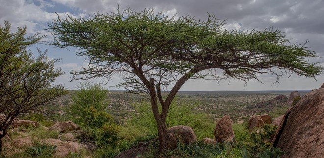 The untold knowledge of Somali culture: a deep connection to nature