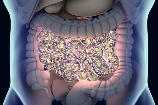 intestinal bacterium microbiome