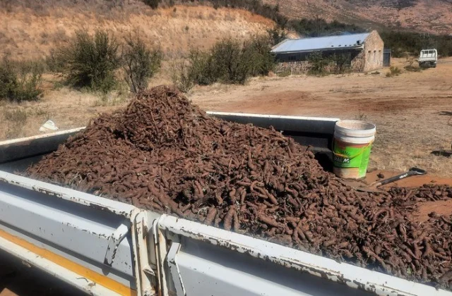 Aging Legislation Puts Lesotho’s Endangered Plant Species at Risk