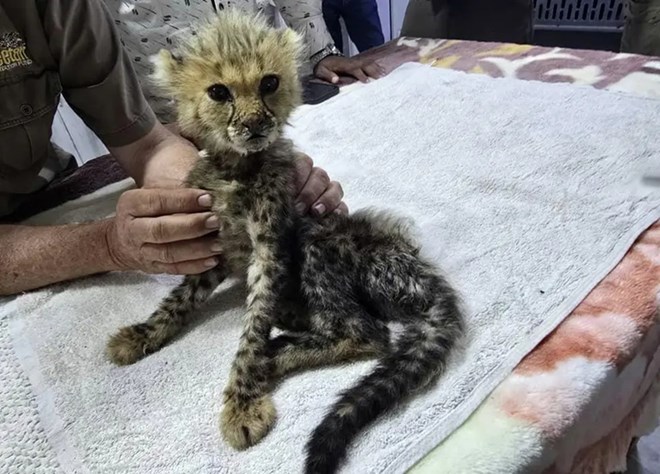 Cheetah cubs destined for the illegal trade in exotic wildlife rescued in Somaliland
