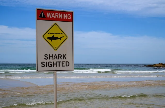 Massive shark kills man off a Sydney beach
