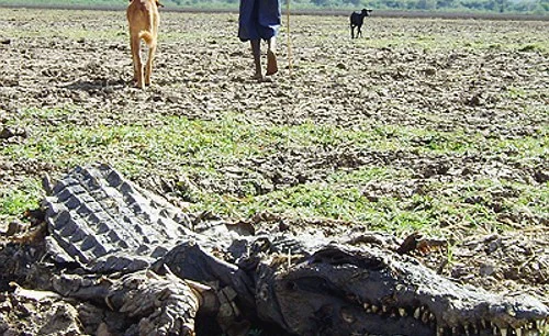 Zimbabwe’s Multi-Million-Dollar Crocodile Farms Fuel Economic Growth and Jobs