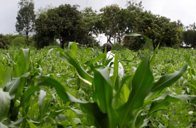 Court Upholds Kenyan Farmers’ Right to Share Indigenous Seeds