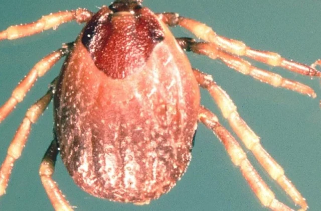 Namibia Confirms Deadly Congo Fever Outbreak; Health Officials Warn