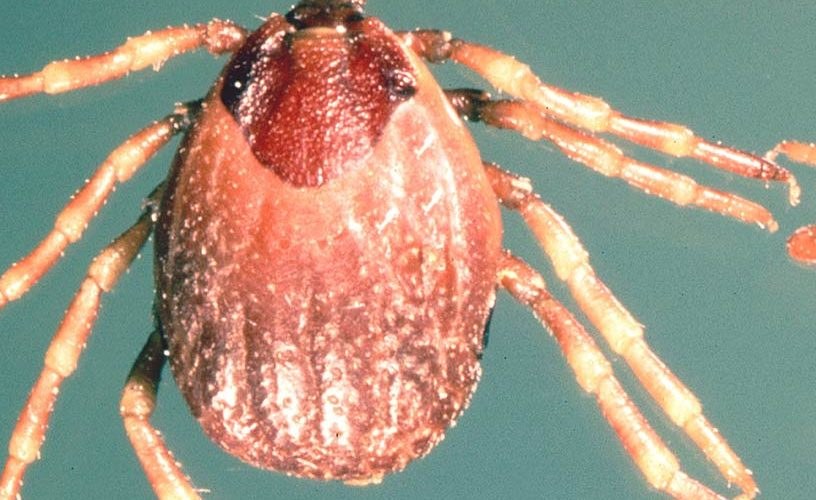 Namibia Confirms Deadly Congo Fever Outbreak; Health Officials Warn