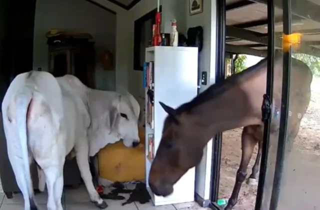Curious dog lets bull and horse wander into Australian living room