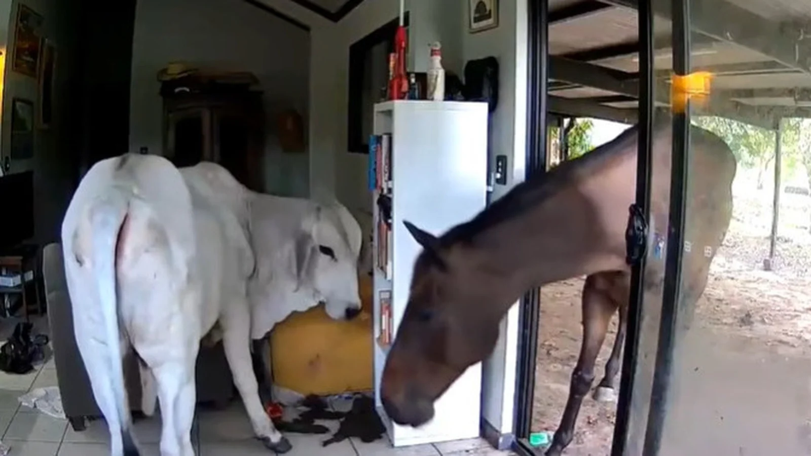 Curious dog lets bull and horse wander into Australian living room