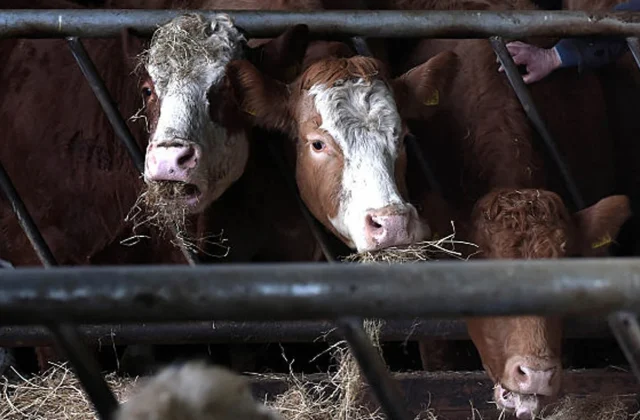 China halts Irish beef imports over bluetongue disease concerns