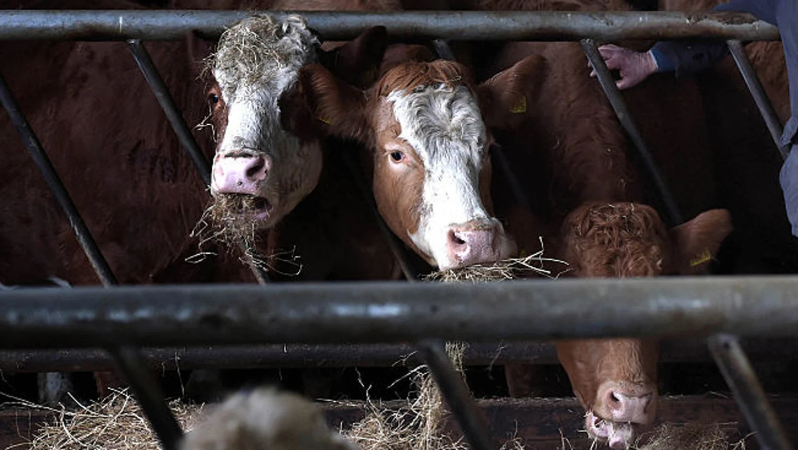China halts Irish beef imports over bluetongue disease concerns